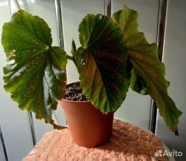 Бегония коралловая