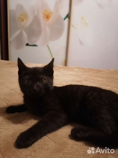 Котенок в добрые руки