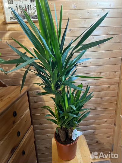 Пальма юкка D- 21 /H-110 -3 ствола