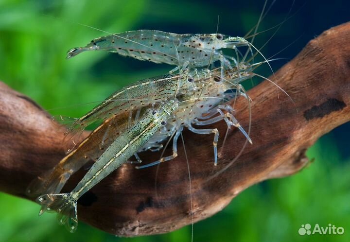 Креветка Амано Caridina japonica с доставкой