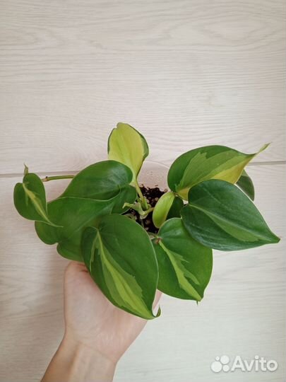 Филодендрон бразил, Эпипремнум хэппи лиф