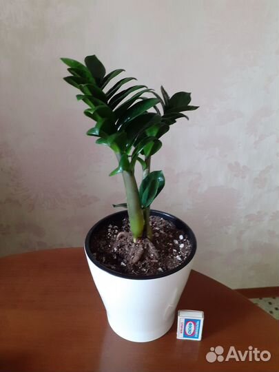 Замиокулькас