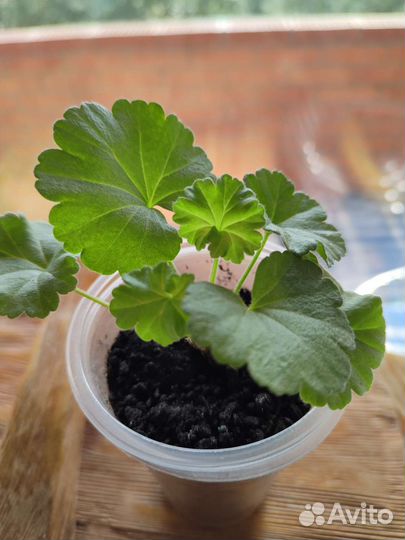 Пеларгония герань Ю-Анна Каренина