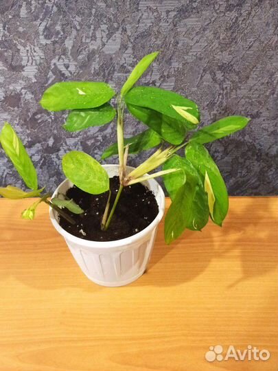 Комнатные цветы