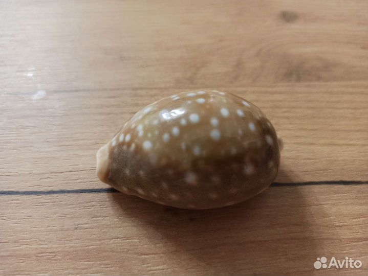 Морская раковина