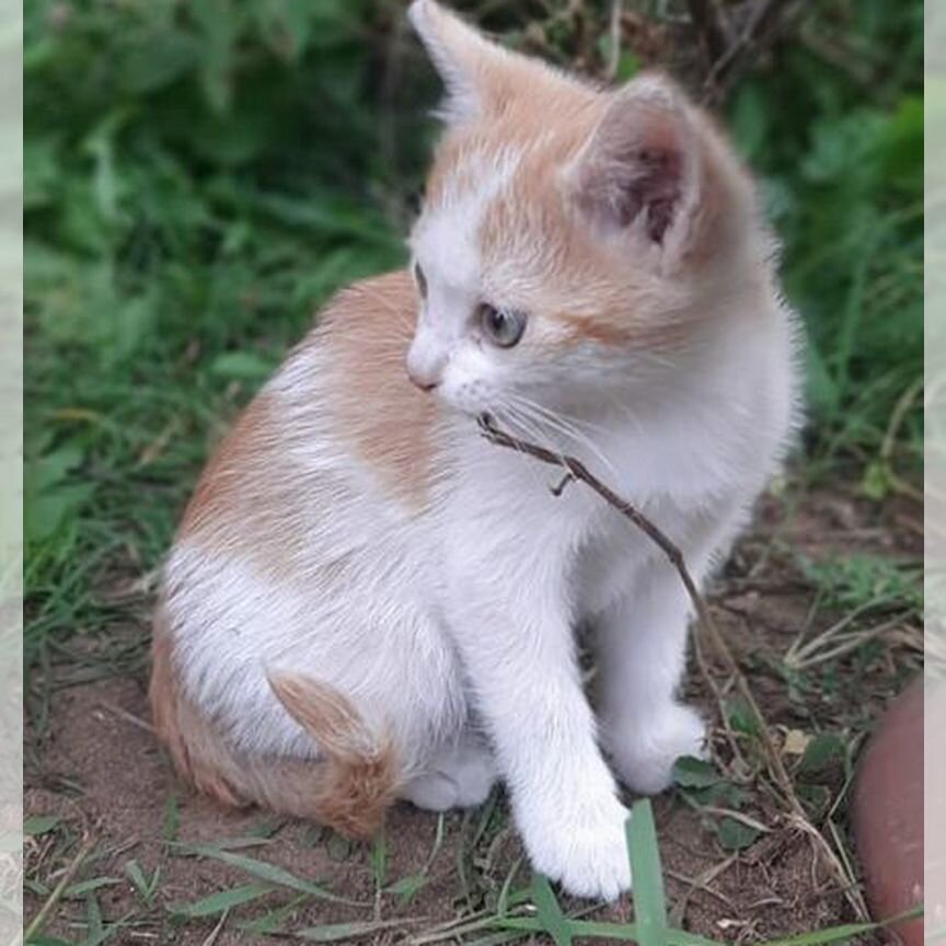 Котята в добрые руки бесплатно мальчик и девочка