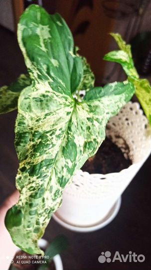 Сингониум Моттлед