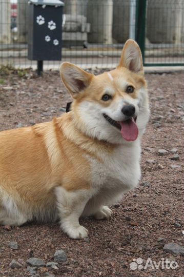 Передержка/выгул/социализация собак