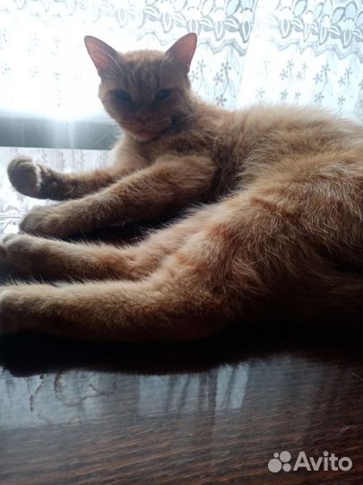 Кот