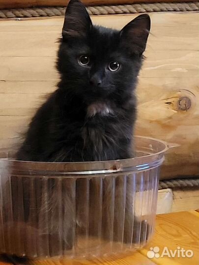 Котята в добрые руки бесплатно коты