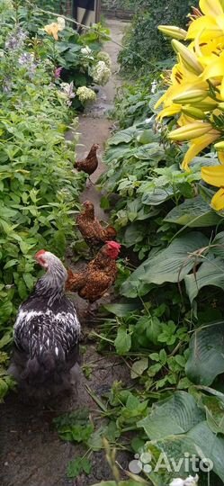 Инкубационое яйцо Цыплята золотой сибрайт