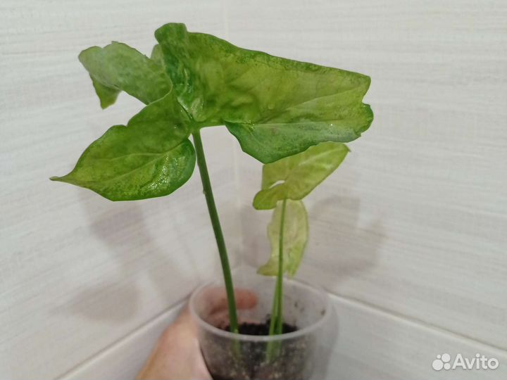 Сингониум конфетти триколор