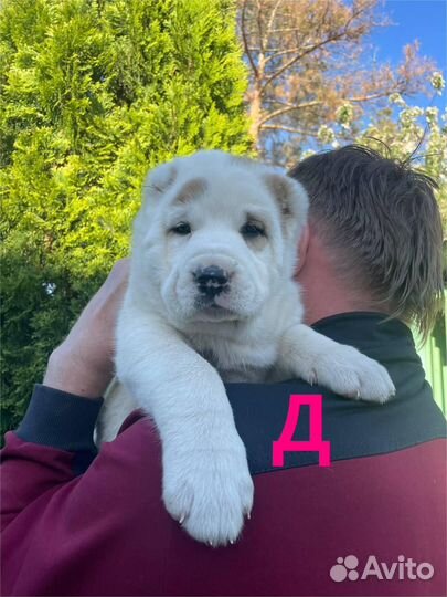 Щенки Алабая