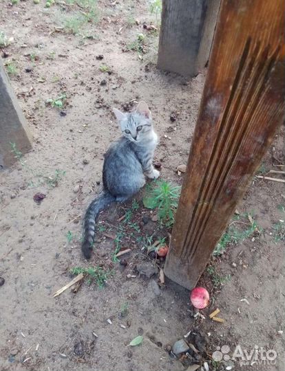 Кошка в дар бесплатно