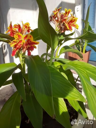 Цветы канны