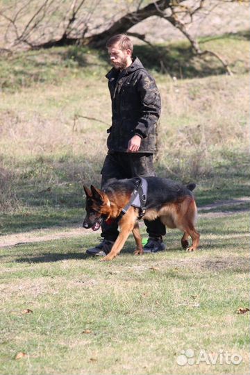 Кинолог.Дрессировка собак.Передержка