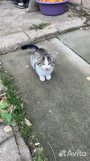 Кошка в дар