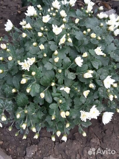 Хризантемы мультифлора