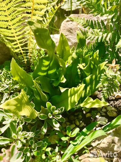 Растения для водоема и Вашего сада