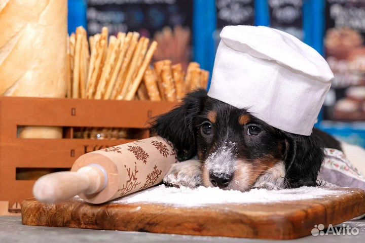 Такса кроличья/ миниатюрная окрас пайболд