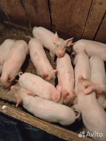 Поросята