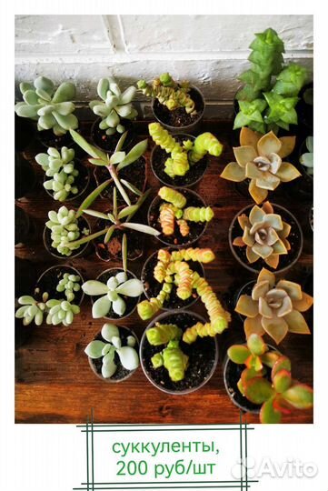 Суккуленты в горшках