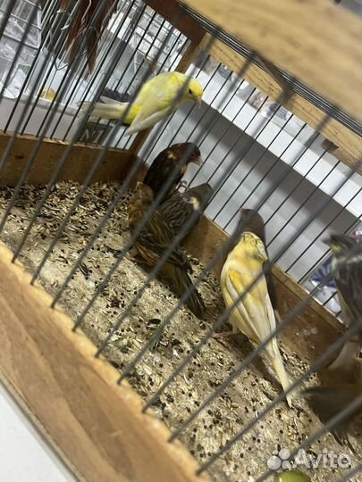 Декоративные поющие кеноры молодые