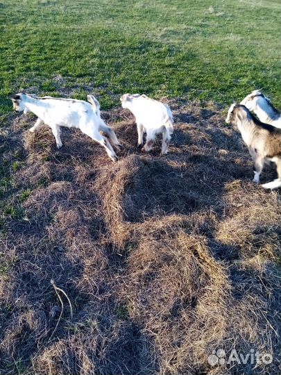 Козы и козлята