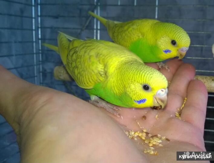 Волнистые попугайчики, малыши