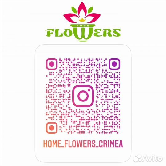 Фикус Лирата