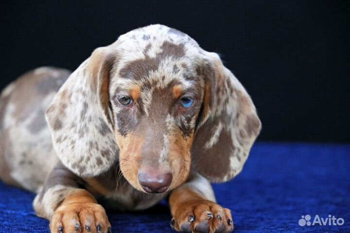 Кроличья такса