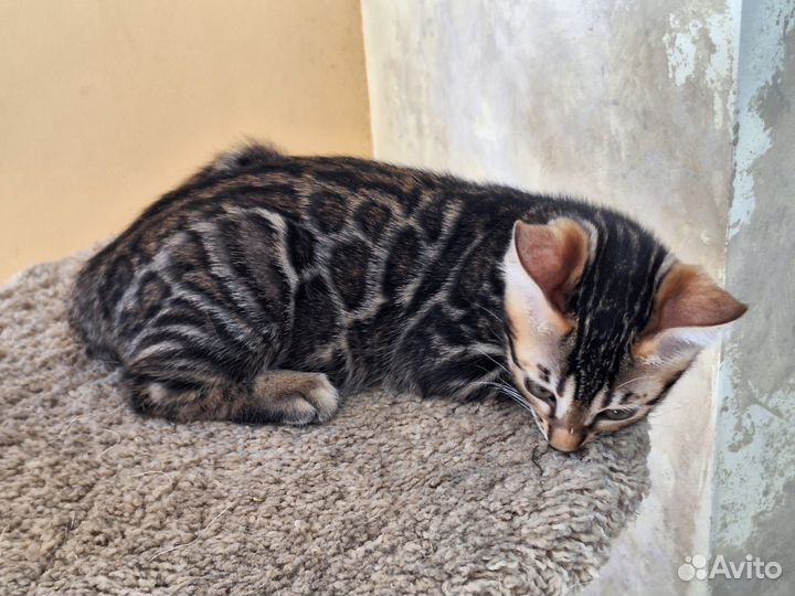 Бенгальский котик 2,5 месяца