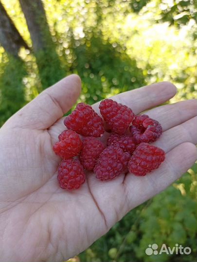 Саженцы крыжовника, смородины, малины