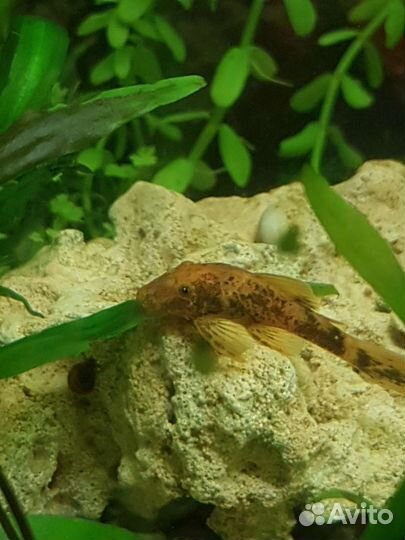 Растения разные, рыбки,коряги