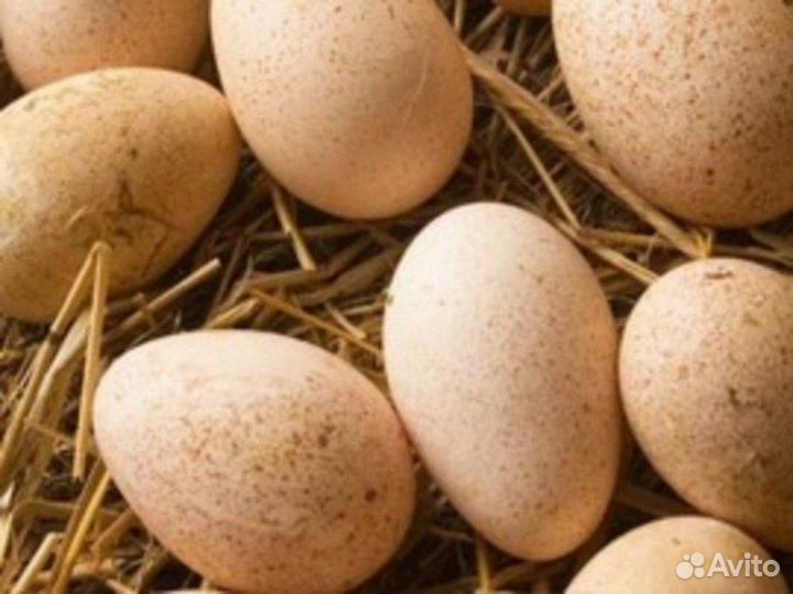 Инкубационное яйцо индейки