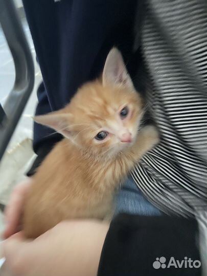 Котенок, мальчик