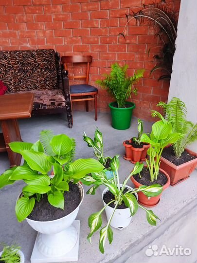 Домашние цветы разные