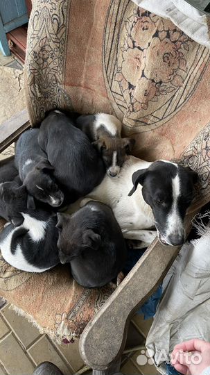 Самые лучшие собаки