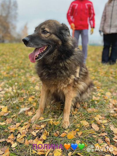 Собака бесплатно