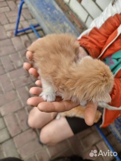 Кошка с котятами в дар