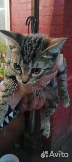 Котик в дар