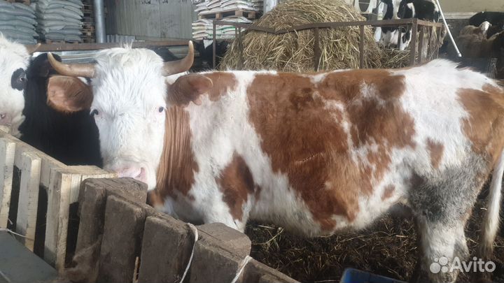 Корова с теленком нетеля