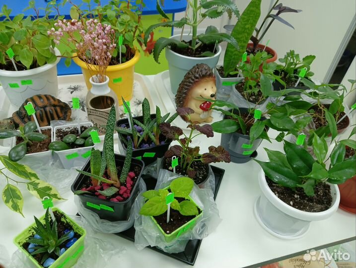 Комнатные цветы