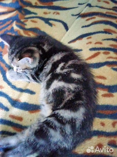 Котенок Шотландский