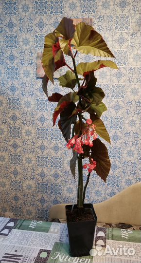 Бегония Коралловая