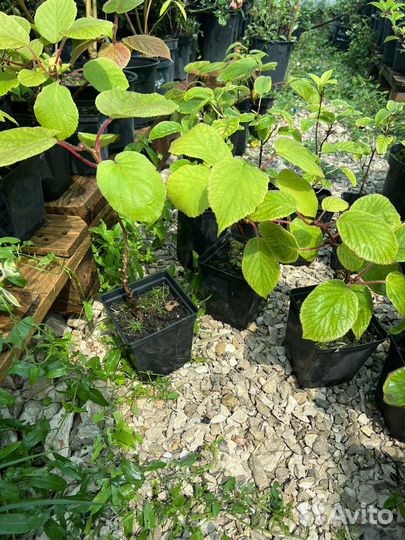 Киви Закарпатский самоплодный (лиана)