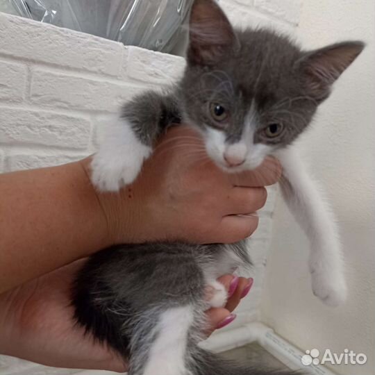 Котята бесплатно в добрые руки