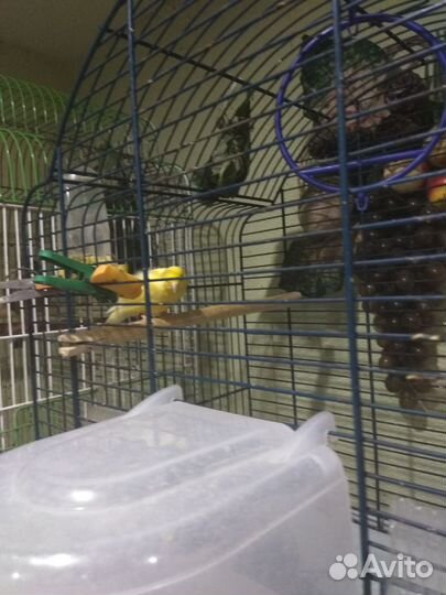 Кенара и канарейки