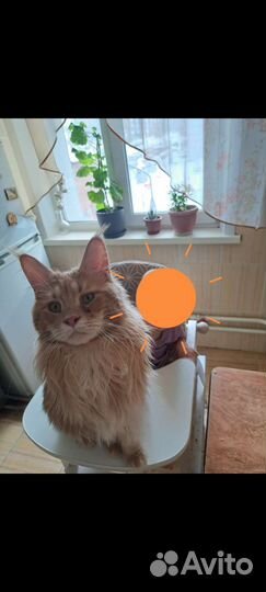 Кот мейн-кун вязка