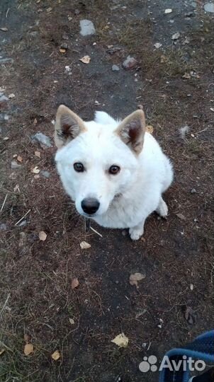 Фенотип хаски